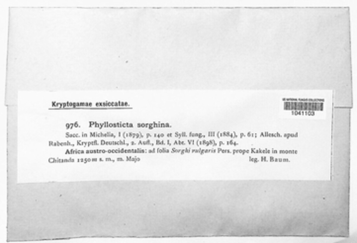 Epicoccum sorghinum image